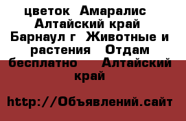 цветок  Амаралис - Алтайский край, Барнаул г. Животные и растения » Отдам бесплатно   . Алтайский край